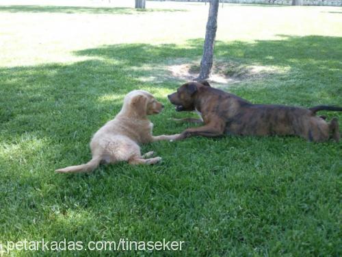 tina Dişi Golden Retriever