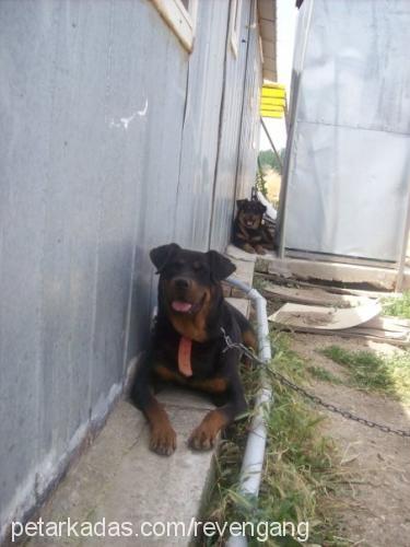 zıp-zıp Erkek Rottweiler