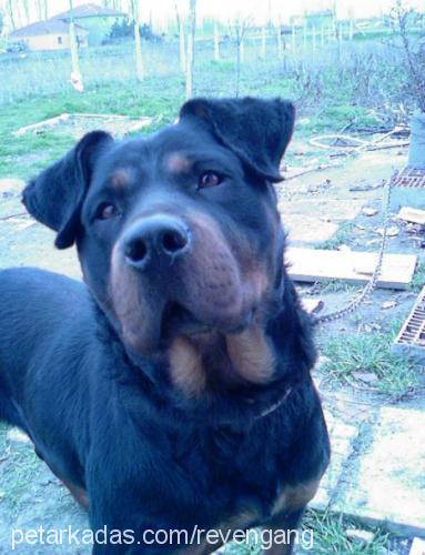 zıp-zıp Erkek Rottweiler