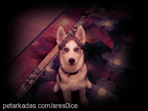 ares Erkek Sibirya Kurdu (Husky)