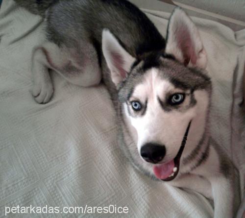 ares Erkek Sibirya Kurdu (Husky)