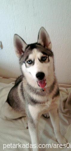 ares Erkek Sibirya Kurdu (Husky)