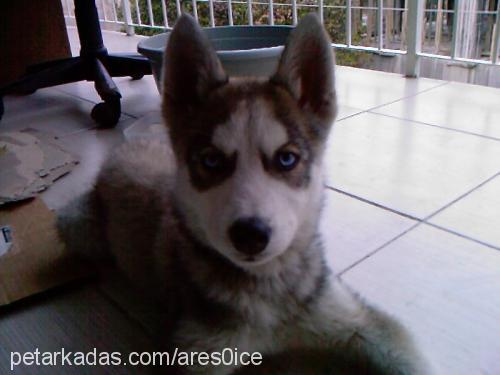 ares Erkek Sibirya Kurdu (Husky)