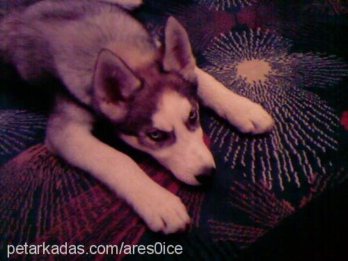 ares Erkek Sibirya Kurdu (Husky)