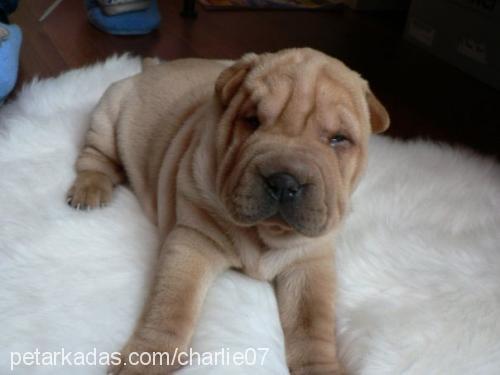 charlie Erkek Çin Shar-Pei