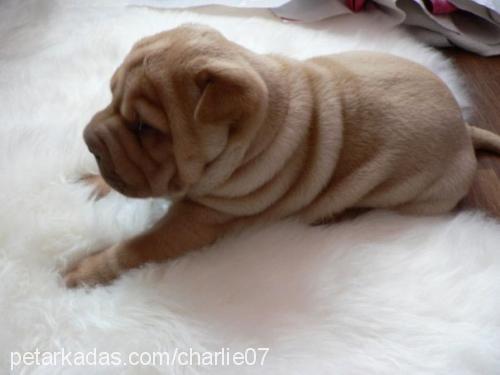 charlie Erkek Çin Shar-Pei