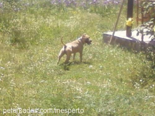 barbariska Dişi Amerikan Staffordshire Terrier