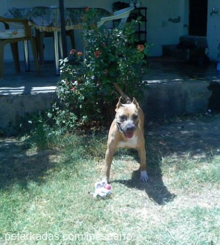 barbariska Dişi Amerikan Staffordshire Terrier