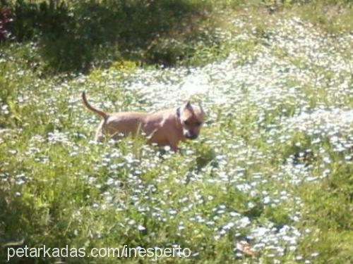 barbariska Dişi Amerikan Staffordshire Terrier