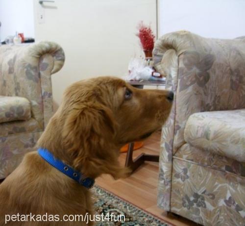 tarçın Erkek Golden Retriever