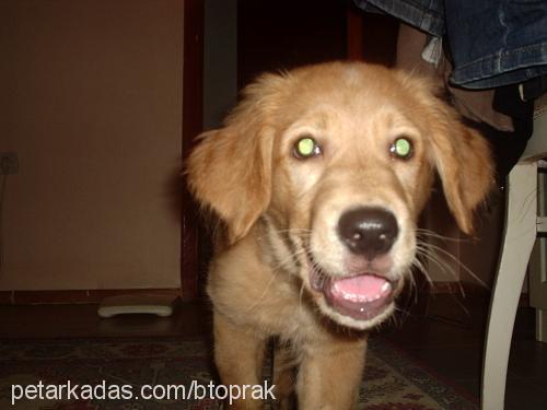 oscar Erkek Golden Retriever