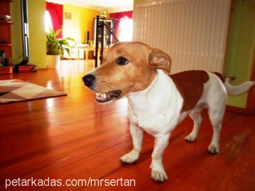 bobo Erkek Jack Russell Terrier