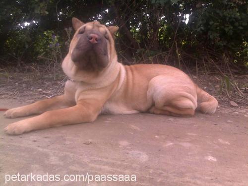 paaşŞaaa Erkek Çin Shar-Pei