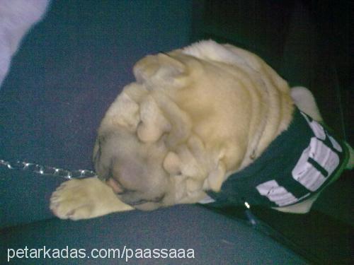 paaşŞaaa Erkek Çin Shar-Pei