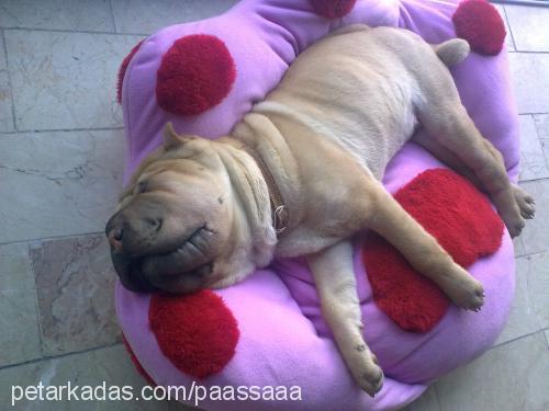 paaşŞaaa Erkek Çin Shar-Pei