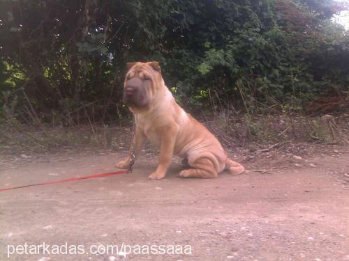 paaşŞaaa Erkek Çin Shar-Pei