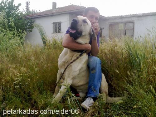 zorbey Erkek Kangal