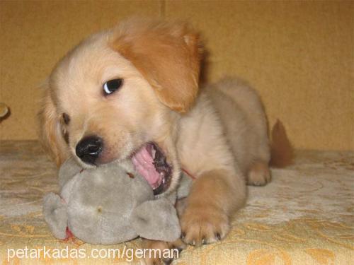 body Erkek Golden Retriever