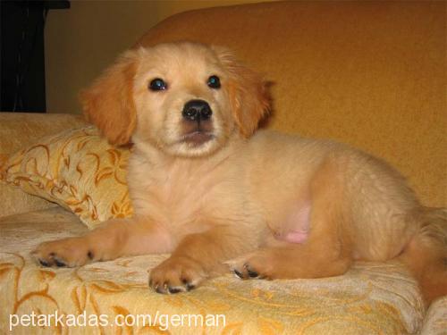 body Erkek Golden Retriever