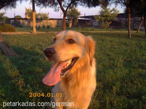 body Erkek Golden Retriever