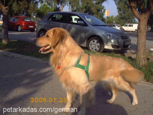 body Erkek Golden Retriever