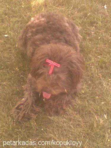 çikolata Dişi Border Terrier