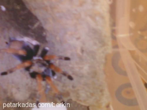 brachypelmaboeh Dişi 