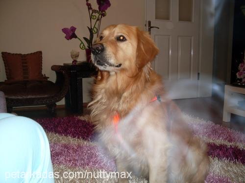 max Erkek Golden Retriever