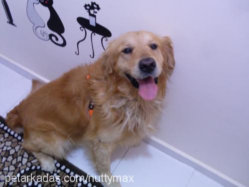 max Erkek Golden Retriever