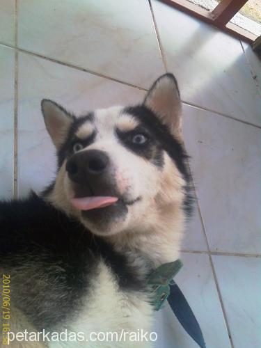 kun Erkek Sibirya Kurdu (Husky)