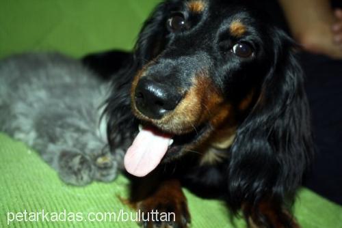 lila Dişi Dachshund