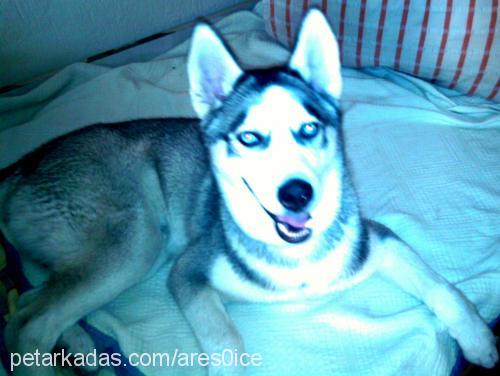 ares Erkek Sibirya Kurdu (Husky)