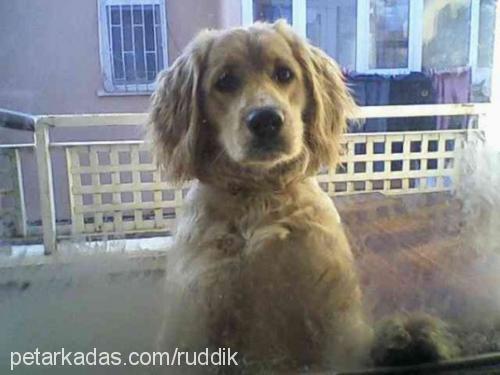 rudy Erkek Golden Retriever