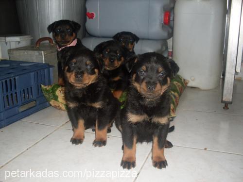 bendİs Dişi Rottweiler