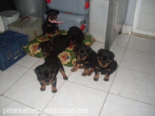 bendİs Dişi Rottweiler