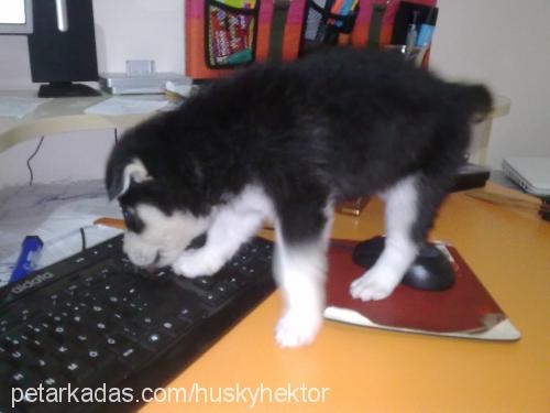 hektor Erkek Sibirya Kurdu (Husky)