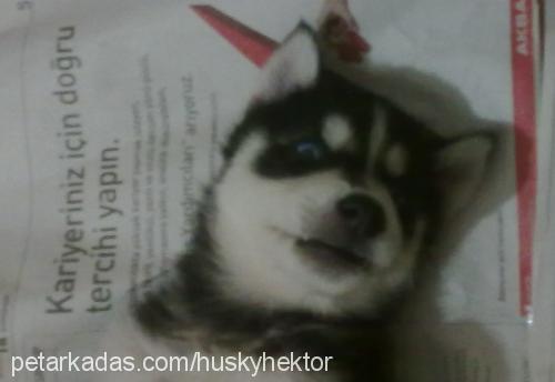 hektor Erkek Sibirya Kurdu (Husky)