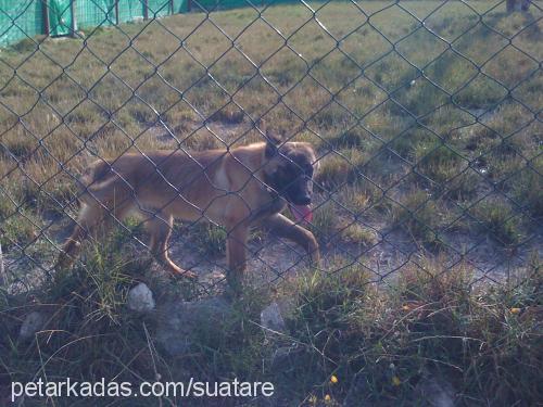 c-batım-arog Erkek Belçika Malinois