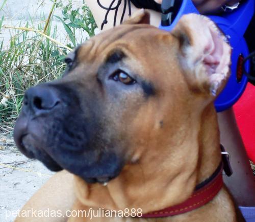 dorothy-del-mon Dişi Mastiff