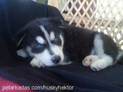 hektor Erkek Sibirya Kurdu (Husky)