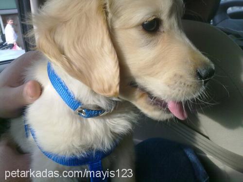 mayıs Erkek Golden Retriever