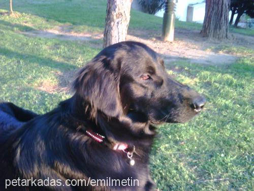 astro Erkek Flat Coated Retriever