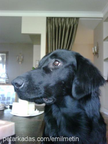 astro Erkek Flat Coated Retriever