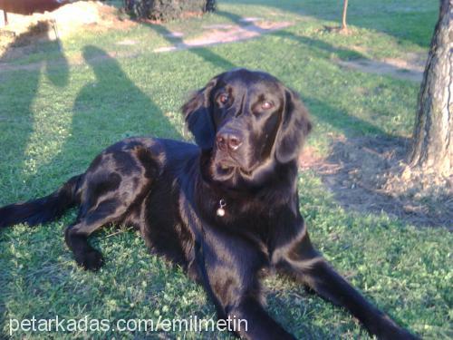 astro Erkek Flat Coated Retriever