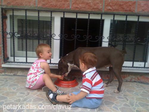 anubis Dişi Amerikan Staffordshire Terrier