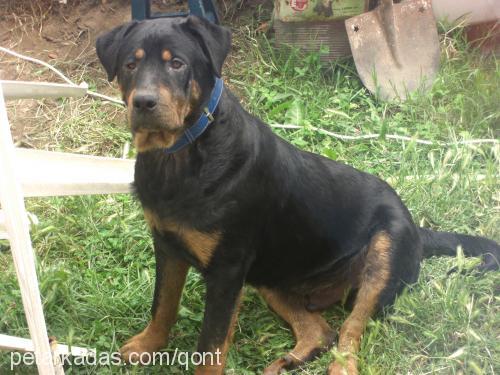 paŞa Erkek Rottweiler