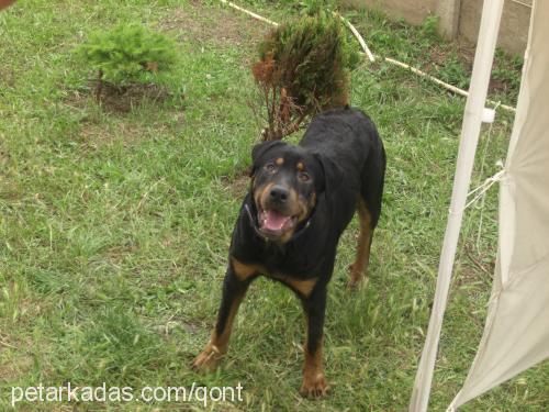 paŞa Erkek Rottweiler