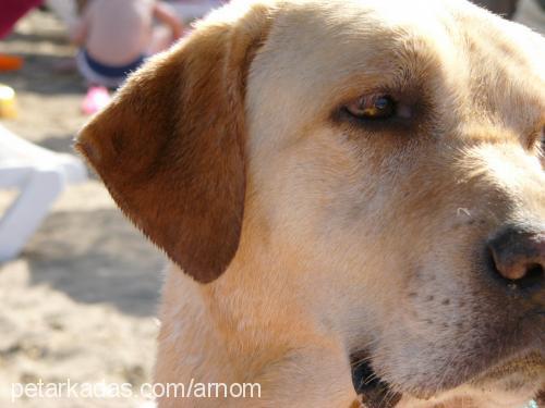 shanty Erkek Labrador Retriever