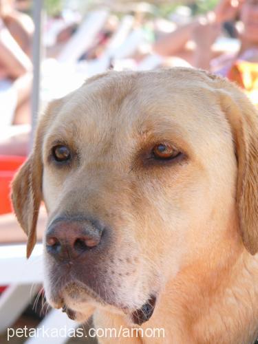 shanty Erkek Labrador Retriever