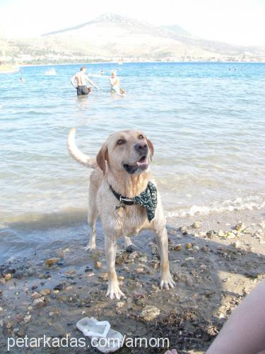 shanty Erkek Labrador Retriever